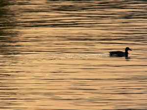 Duck swimming in water