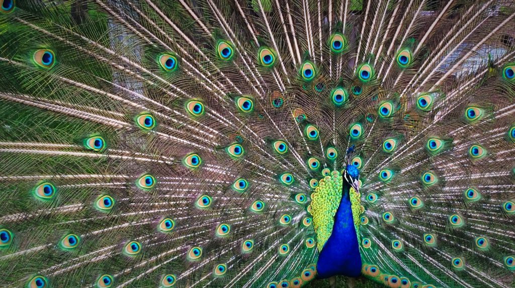 Peacock Displaying colourful feathers