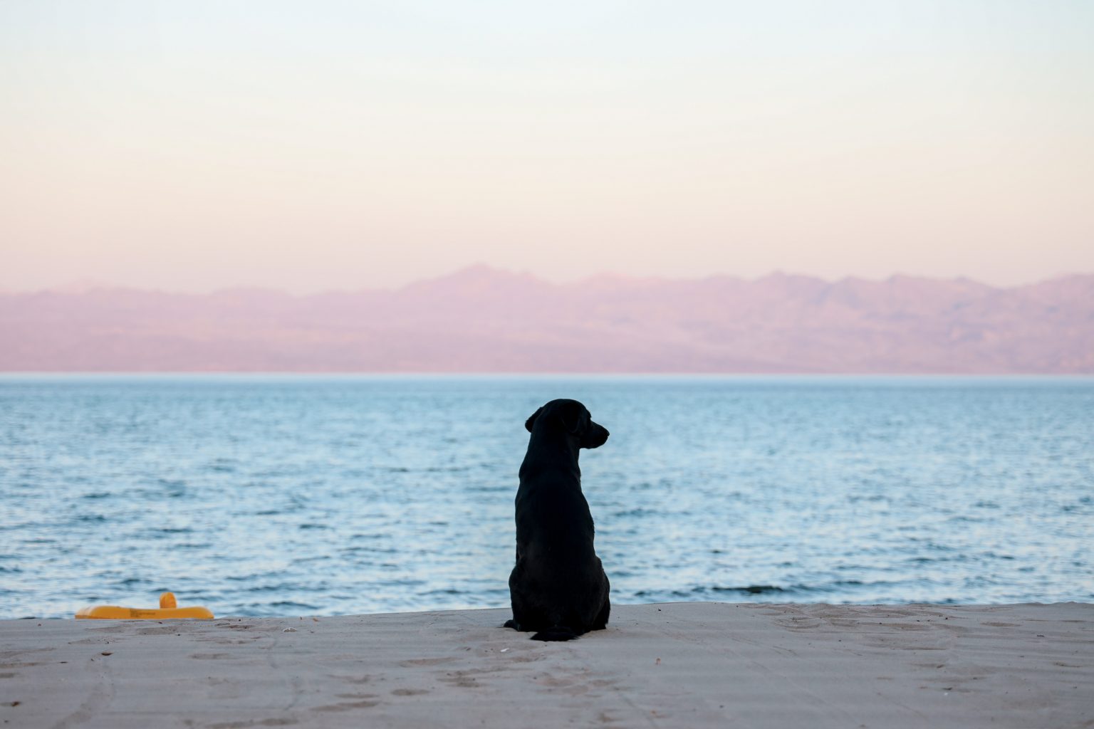 Keeping the Black Dog at Bay Can NLP Help With Depression? NLP School